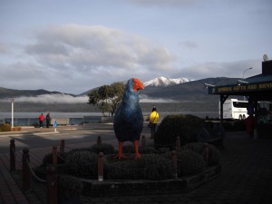 IMGP2640  Te Anau