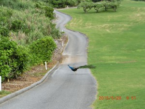 CIMG4224